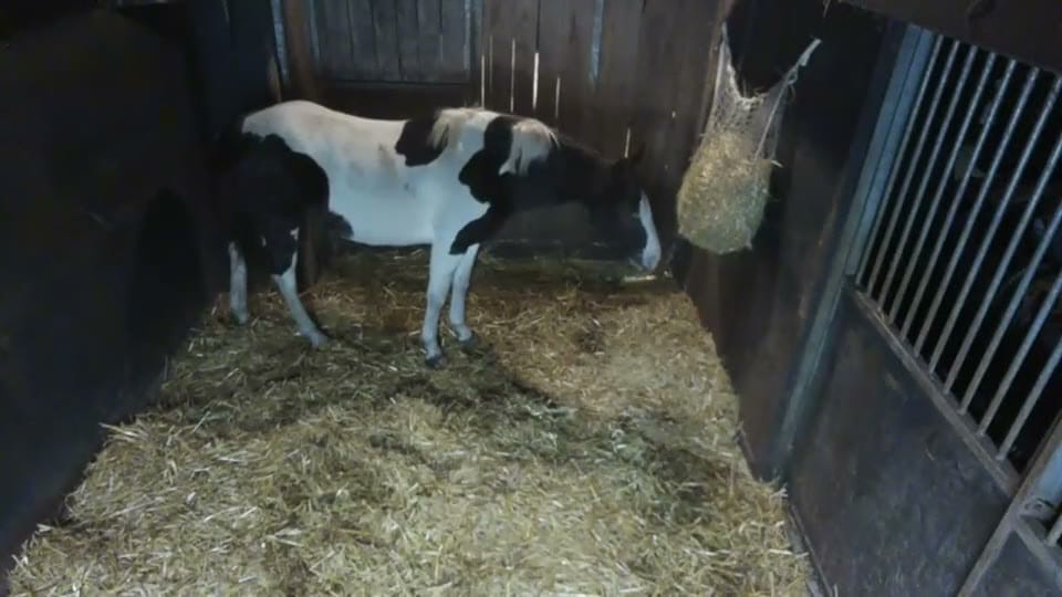 Een paard in de box, livebeeld overdag van de Equisense Stable-camera