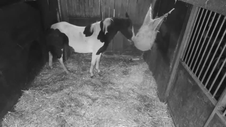 Een paard in de box, livebeeld met nachtzicht van de Equisense Stable-camera