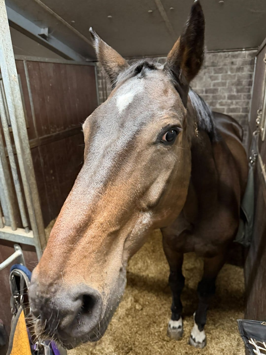 Een bruin paard met een bles kijkt nieuwsgierig in de camera vanuit de box