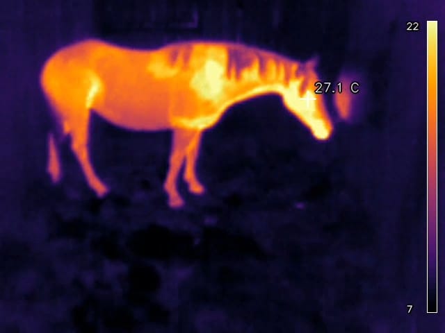Radiometrisch warmtebeeld van een paard in de box. Het lichaam kleurt oranje tot geel, de koele achtergrond paars. Bij het hoofd staat een meetpunt van 27,1 °C, rechts de temperatuurschaal.