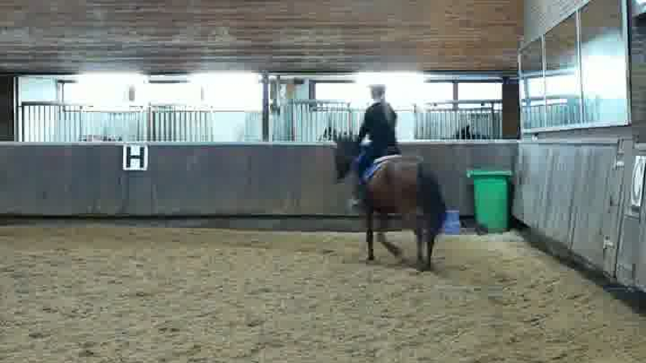 Equisense Arena in de praktijk